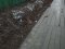 У Луцьку скаржаться на небезпечний дерев'яний тротуар поблизу школи. ФОТО 