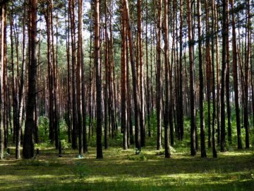 На Волині незаконно розпорядилися 60 гектарами лісу