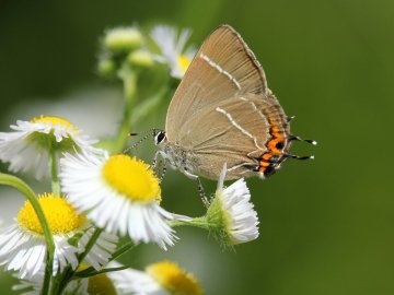 Дивовижні світлини метеликів в об’єктиві волинського фотографа