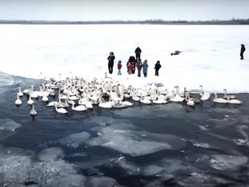 Як на знаменитому волинському озері зимують лебеді. ВІДЕО