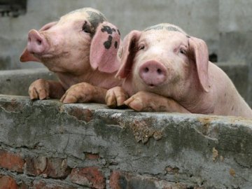 Міліція Волині теж боротиметься з африканською чумою свиней