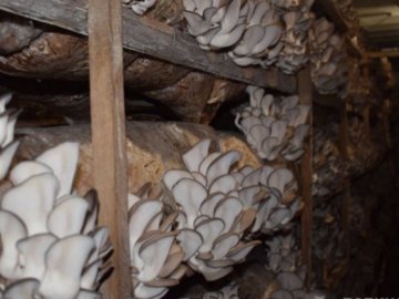 У грибарії поблизу Луцька через карантин зіпсувалися майже 3 тонни «грибів майбутнього»