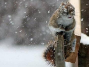 Мороз та сніг: прогноз погоди в Луцьку та Волинській області на 6-9 січня