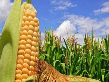 Особливості вибору сорту кукурудзи для посіву*