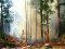 Пожежна ситуація у волинських лісах – контрольована
