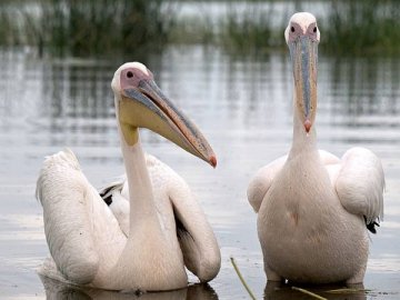 У Луцькому зоопарку тепер мешкає парочка пеліканів