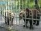 На реконструкцію зоокуточка у Луцьку витратять майже 7 мільйонів гривень
