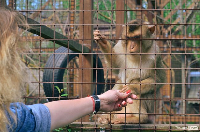 Постакарантинний зоо: мешканці луцького звіринця заново звикають до людей. ФОТО