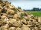 Урожайність волинських цукрових буряків – одна з найвищих в Україні