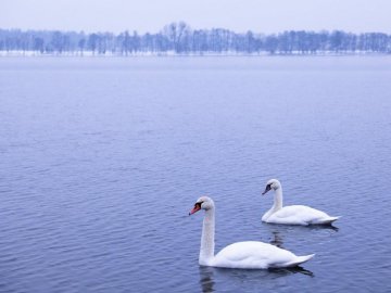 Лебеді, троянди, сніг: показали красу зимового озера на Волині. ФОТО