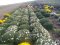 Родина з Волині вирощує 80 сортів хризантем. ФОТО