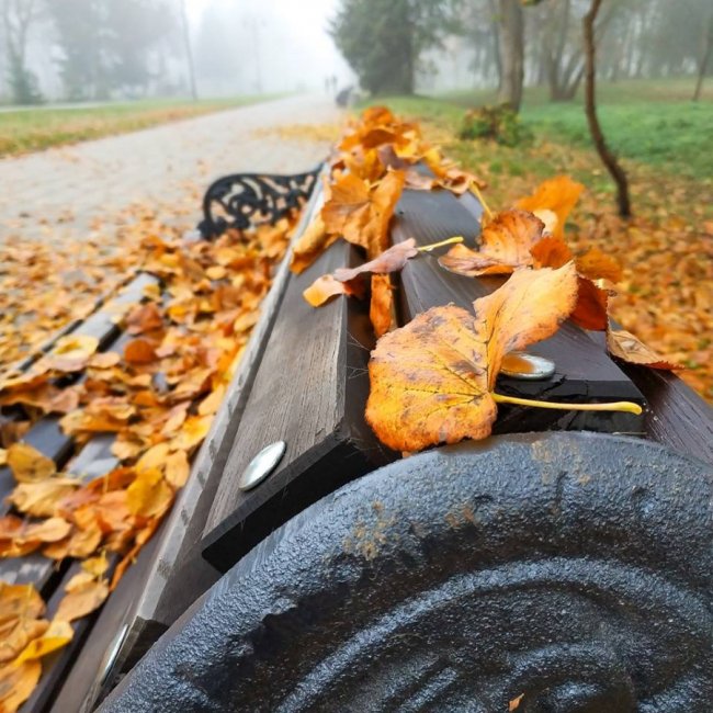 Моторошний луцький парк у полоні туману. ФОТО