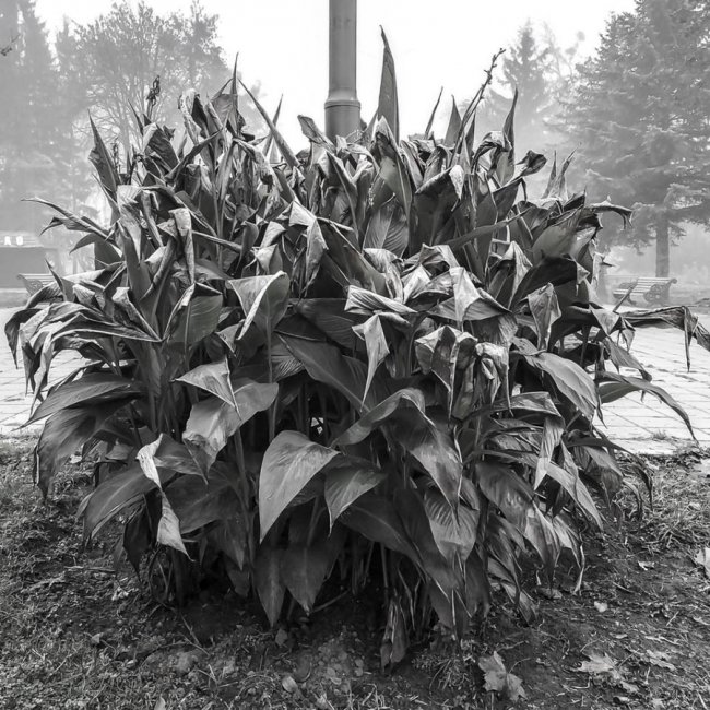 Моторошний луцький парк у полоні туману. ФОТО