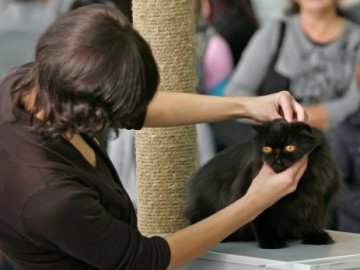 В Україні відбулась виставка екзотичних котів. ФОТО