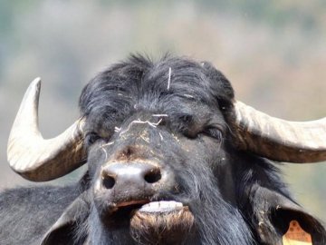 У Китаї буйвол увірвався в супермаркет і напав на людей