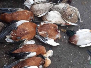 В «Асканії-Новій» за тиждень загинули майже 370 перелітних птахів