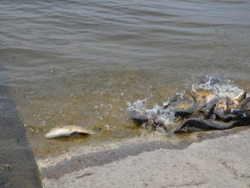 У ковельське водосховище випустили понад тонну риби