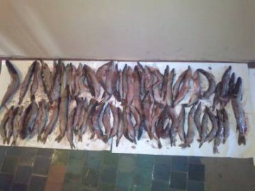 За вилов риби волинянина оштрафують на 23 тисячі
