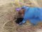 Волинські зоозахисники врятували з ями-могильника дві виснажені собаки