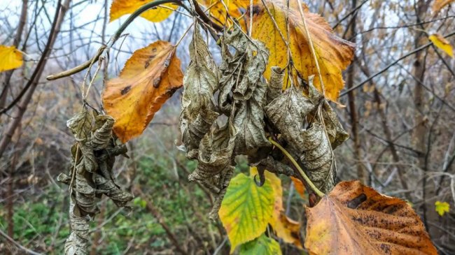 Моторошний луцький парк у полоні туману. ФОТО