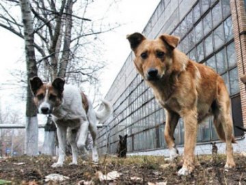 Повідомляти про зграї безпритульних псів та влаштовувати тварин у нові родини: у Луцьку шукають волонтерів