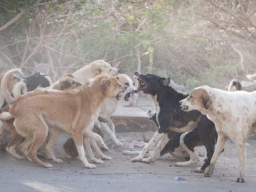 У Шацьку завелися зграї собак: мешканців просять тримати своїх улюбленців на прив'язі