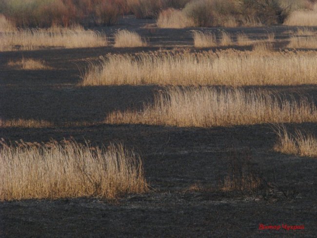Спалений заказник «Гнідавське болото» на світлинах луцького фотографа