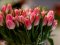 Тюльпановий рай напередодні свята: у Луцьку влаштують масштабну виставку-продаж весняних квітів