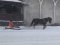 На Львівщині чоловік запряг коня у сани, щоб почистити тротуари від снігу. ВІДЕО