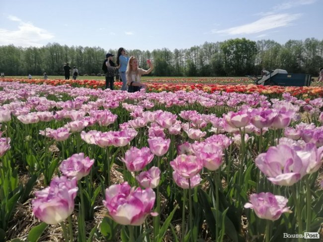«Волинська Голландія» стартувала: на тюльпановому полі – сотні відвідувачів. ФОТО