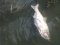 У Луцьку в Кічкарівських ставках – масова загибель риби