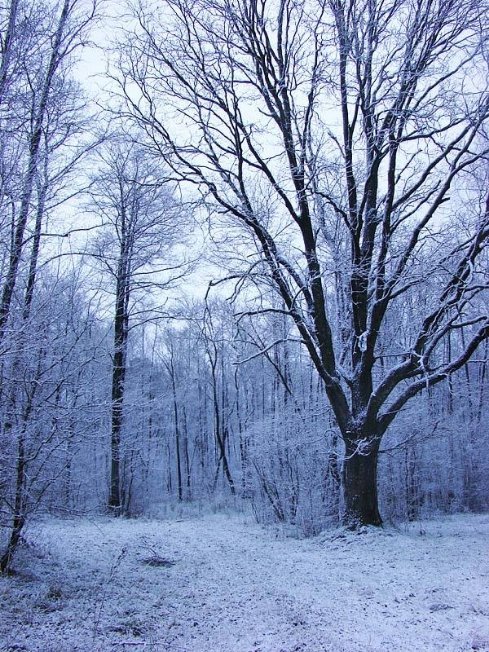 Фото зими в «Цуманській пущі»