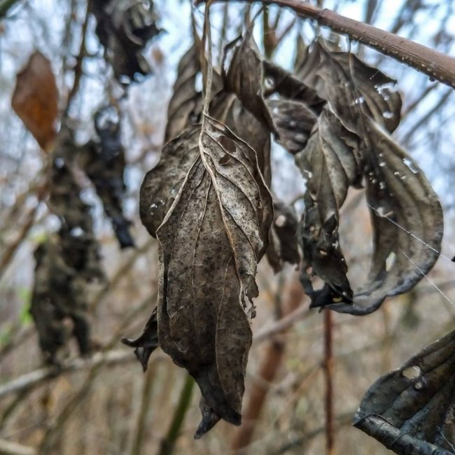 Моторошний луцький парк у полоні туману. ФОТО