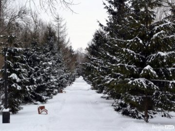 Лютий лютує: фото зими в Луцьку