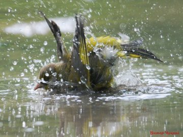 Луцький фотограф «вполював» птаха під час купання: 7 чарівних світлин