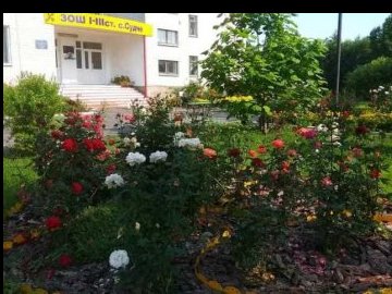 Заквітчали територію школи трояндами: волинські учні вибороли друге місце у всеукраїнському конкурсі
