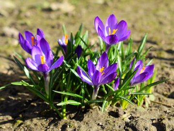 Справжня весна: у найближчі дні в Україні буде до 17 градусів тепла