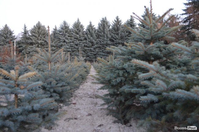 Як поблизу Луцька вирощують новорічні ялинки та сосни. ФОТО