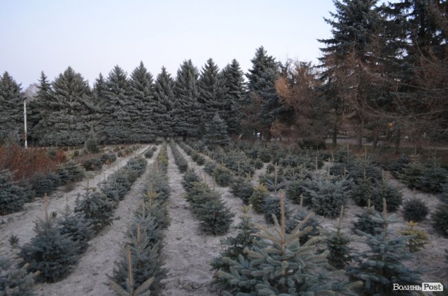 Як поблизу Луцька вирощують новорічні ялинки та сосни. ФОТО