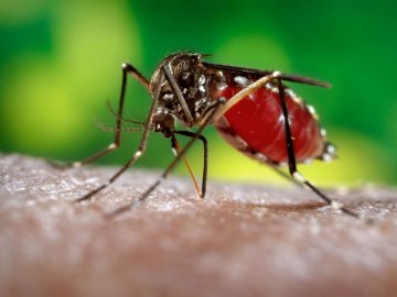 Найнебезпечніший з видів малярії зареєстрували на Рівненщині
