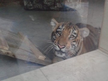 Як тигренята обживають нову територію у Луцькому зоопарку. ФОТО