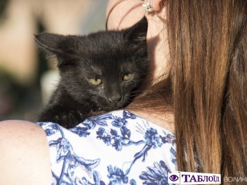 Вусаті та пухнасті: у Луцьку перше влаштували парад чорних котів. ФОТО