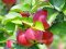 Від яблук гнуться гілки: луцький фотограф показав рекордний врожай