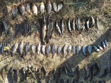 На Любомльщині четверо рибалок-браконьєрів натягали сітками риби на понад 12 тисяч 