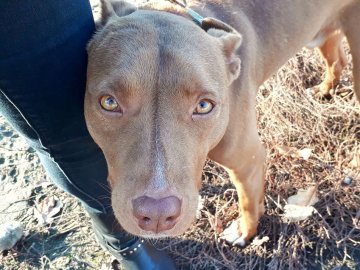 «Стаф із характером кота», - зворушлива історія про пса з луцького притулку