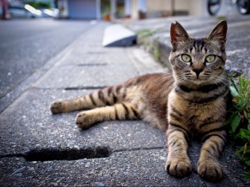 На Волині зареєстрували петицію про заборону відлову та вбивства вуличних котів