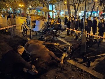 Усипили коня, який через звук феєрверків травмував 15-річну дівчину у центрі Львова