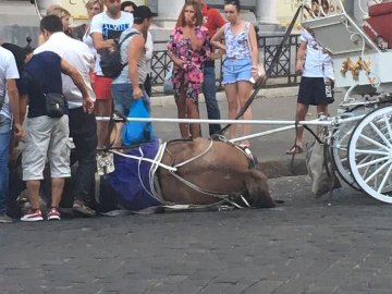 В Одесі зомлів кінь, який катав туристів