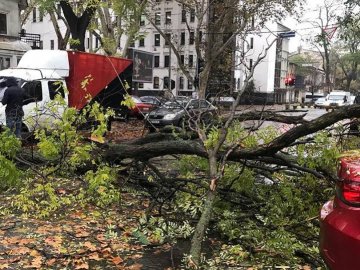В Одесі буревій повалив дерево: постраждало 10 автомобілів. ФОТО