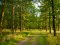 В Устилузької міської ради намагаються відсудити незаконно отримані 33 гектари лісу 